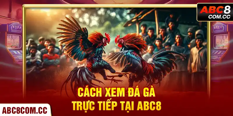 Cách Xem Đá Gà Trực Tiếp Tại ABC8